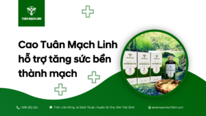 Cao Tuân Mạch Linh hỗ trợ tăng sức bền thành mạch